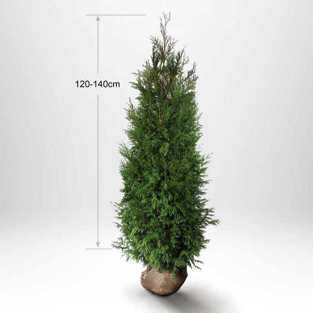 Köp Thuja Martin 120-140cm, Rotklump Remco