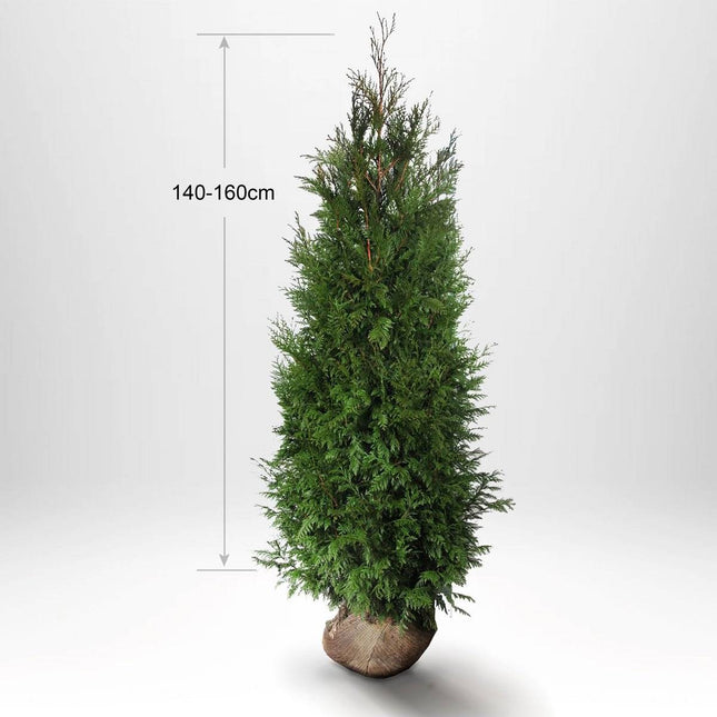 Köp Thuja Martin 140-160 cm, Rotklump Remco