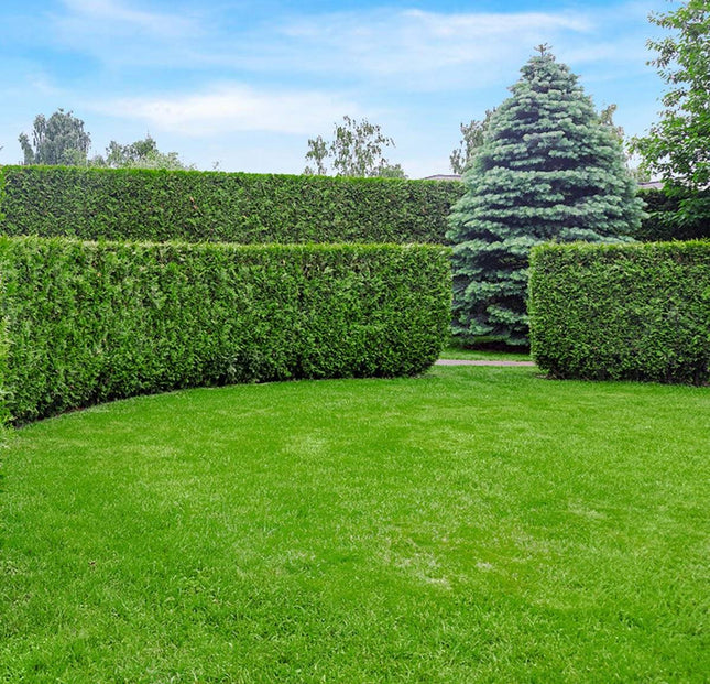 Köp Thuja Martin 140-160 cm, Rotklump Remco
