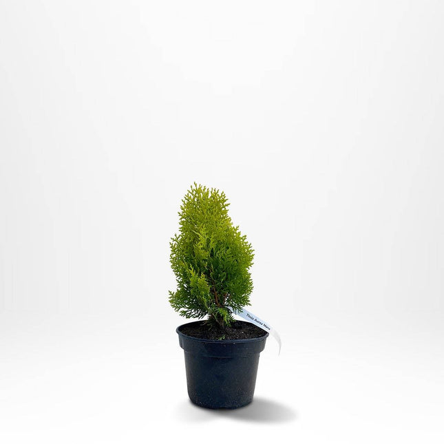 Köp Thuja 'Nana', 20-30cm, krukodlad Remco