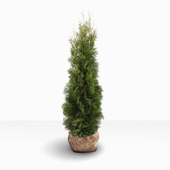 Köp Thuja Pyramidalis Compacta XL 180-200 RB - Landscape Quality Remco