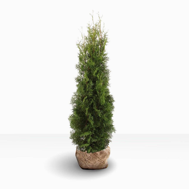 Köp Thuja Pyramidalis Compacta XL 180-200 RB - Landscape Quality Remco