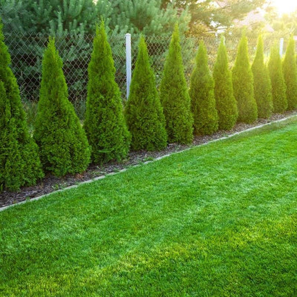 Köp Thuja Smaragd 120-140 cm, Co 12 » LQ Remco Thuja Smaragd