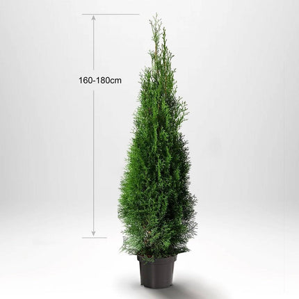 Köp Thuja Smaragd 160-180 cm, Co 10 » S Debski Thuja Smaragd