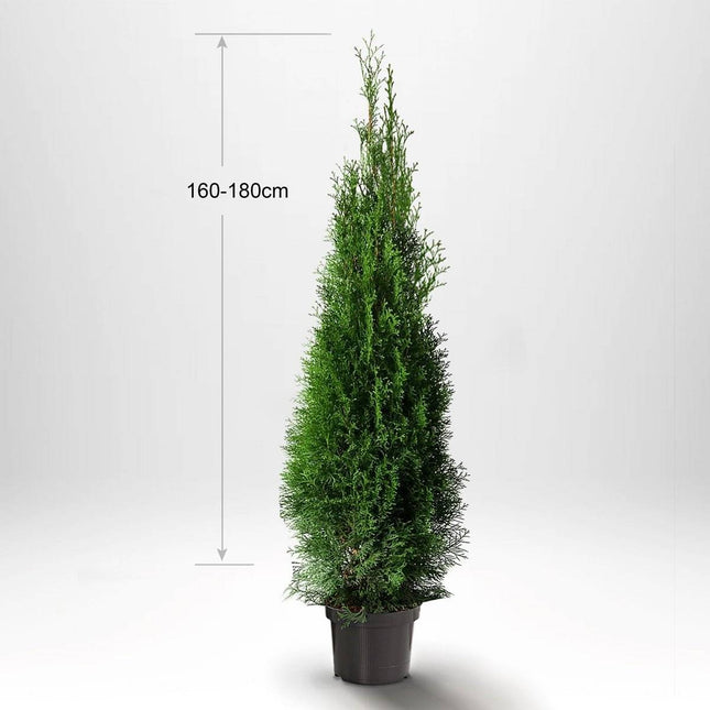 Köp Thuja Smaragd 160-180 cm, Co 10 » S Debski Thuja Smaragd