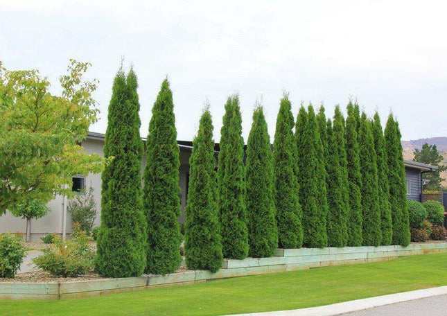 Köp Thuja Smaragd 300-325 cm, RB » LQ Remco Thuja Smaragd