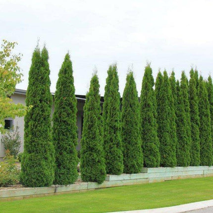 Köp Thuja Smaragd 325-350 cm, RB » LQ Remco Thuja Smaragd