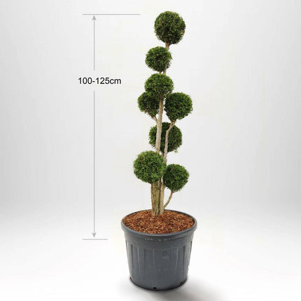 Köp Thuja Smaragd Multistam Pompom 60-175 cm, Krukodlad 20-90L, Kvalite: LQ 100-125 cm - Co 25 Remco Solitär