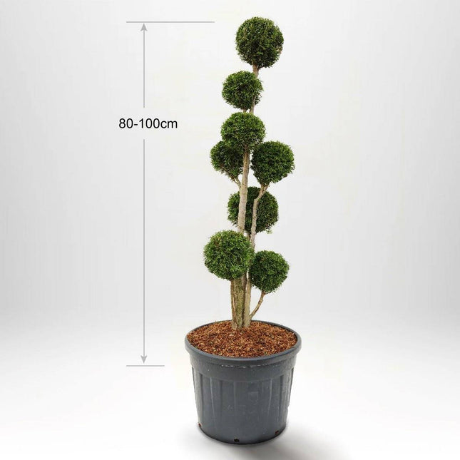 Köp Thuja Smaragd Multistam Pompom 60-175 cm, Krukodlad 20-90L, Kvalite: LQ 80-100 cm - Co 20 Remco Solitär
