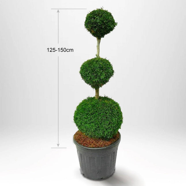 Köp Thuja Smaragd Pom-Pom stam 100-150 cm, Krukodlad 15-90L, Kvalite: LQ 100-125 cm - Co 15 Remco Solitär