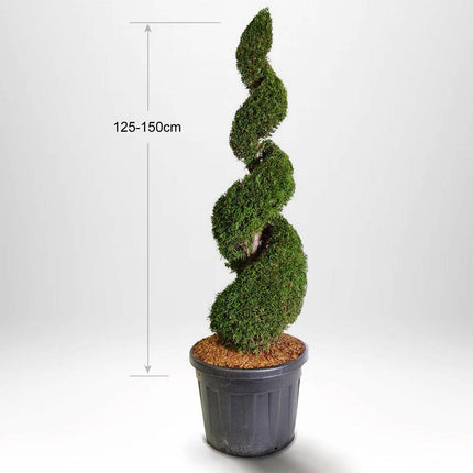 Köp Thuja Smaragd spiral 150-175 cm, Krukodlad 90L, Kvalite: LQ Remco Solitär