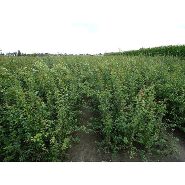 Köp Trubbhagtorn, 40-60 cm - Barrot - 25 Pack Remco Hagtorn