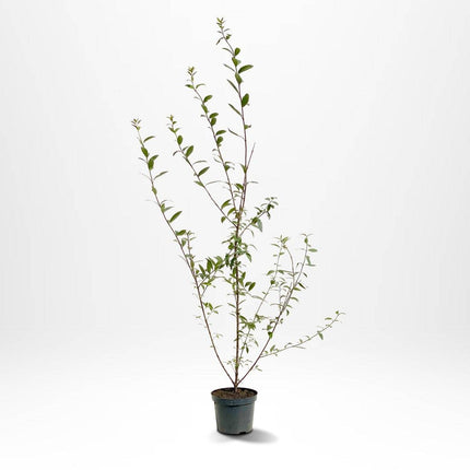 Köp Vintergrön Liguster Atrovirens 100-120 cm Co3 - 5 - Kval A Debski