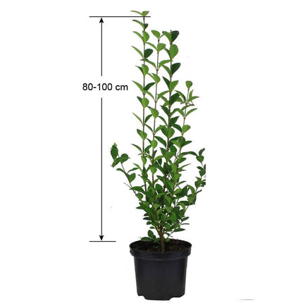 Köp Vintergrön Liguster Atrovirens 100-120 cm Co3 - 5 - Kval A Debski