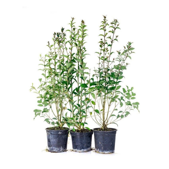 Köp Vintergrön Liguster Atrovirens 150+ cm Co 7,5 - Kval LQ Remco